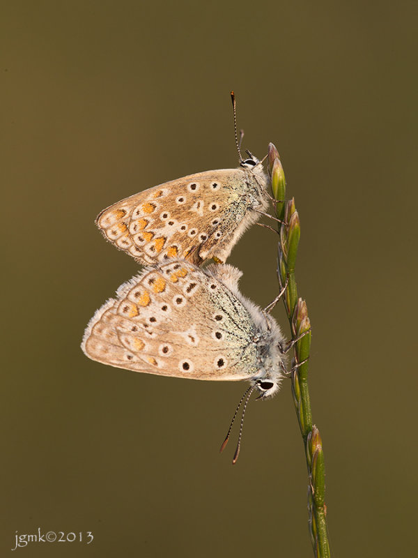 Icarusblauwtje/Polyommatus icarus