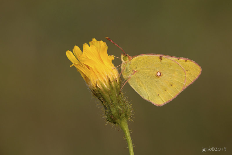 Oranje luzernevlinder/Colias croceus