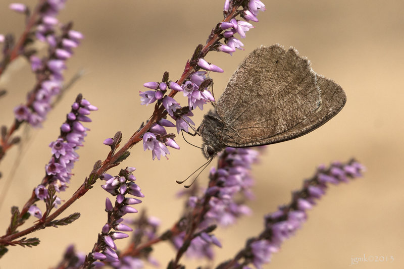 Kleine heivlinder/Hipparchia statilinus