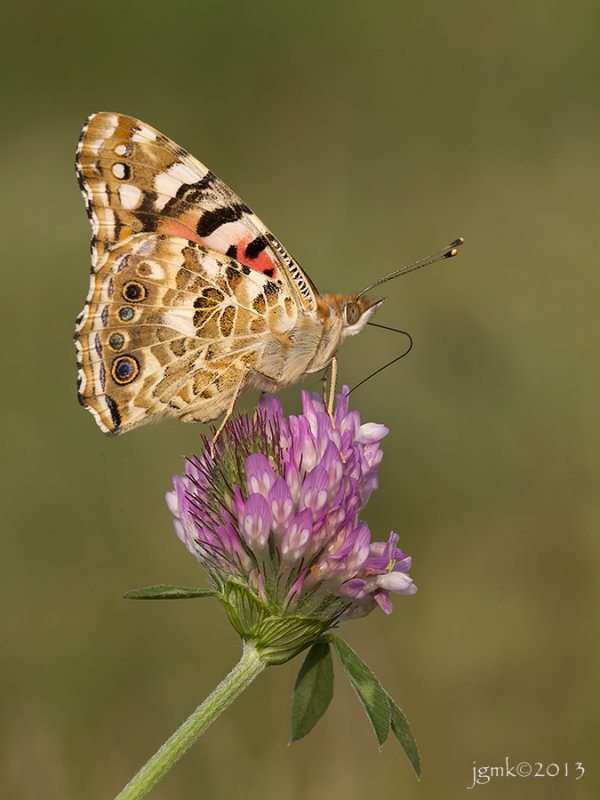 Distelvlinder/Vanessa cardui