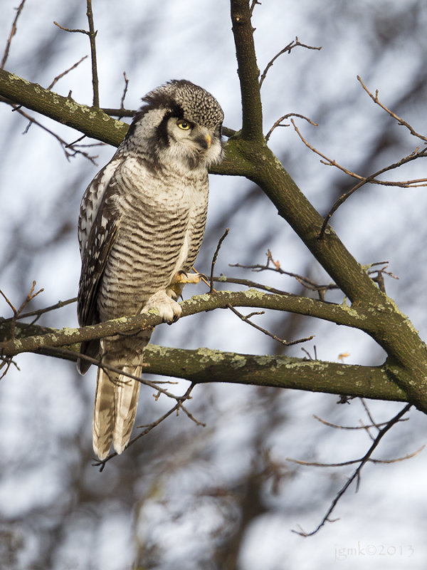 Sperweruil/Northern hawk-owl