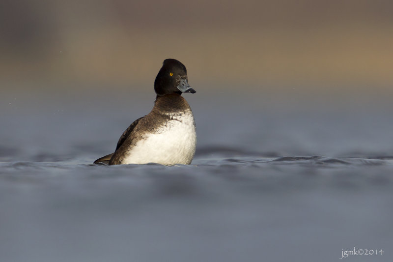 Kuifeend/Tufted duck