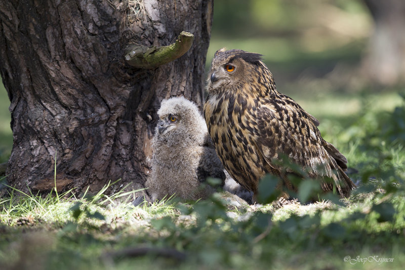 Oehoe/Eurasian eagle-owl