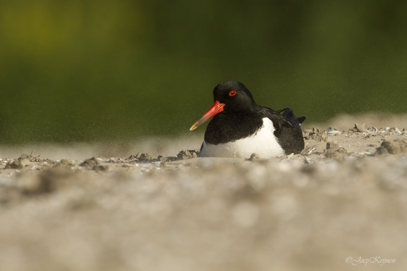 Scholekster/Eurasian oystercatcher