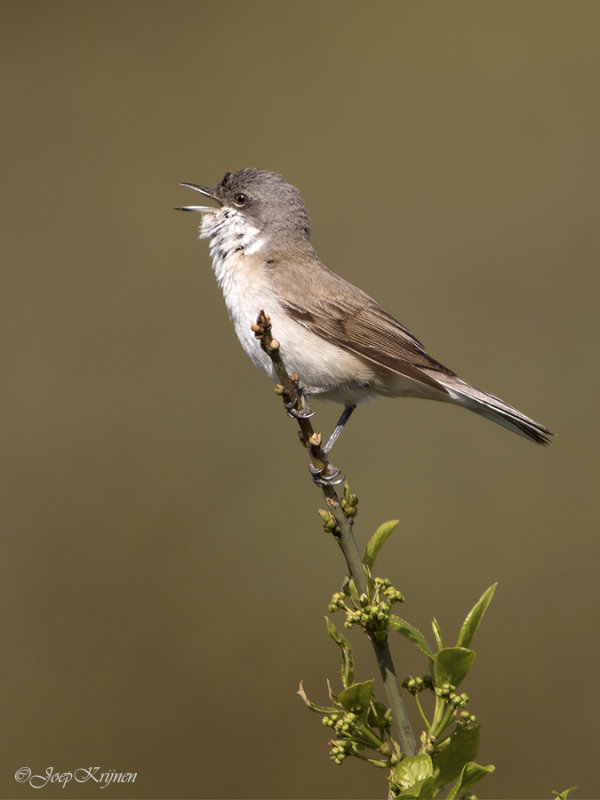 Braamsluiper/Lesser whitethroat