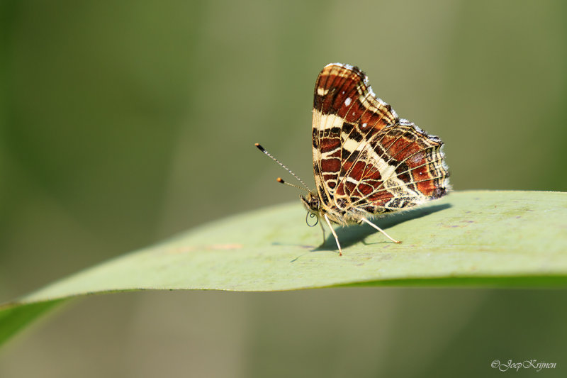 Landkaartje/Araschnia levana