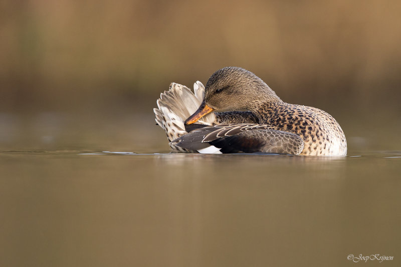 Krakeend/Gadwall