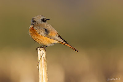 Oosterse zwarte roodstaart/Eastern black redstart