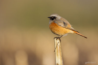 Oosterse zwarte roodstaart/Eastern black redstart