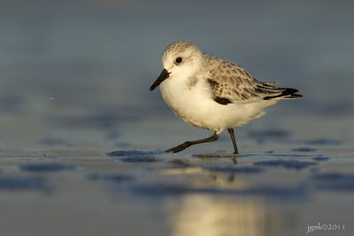 Drieteenstrandloper/Sanderling