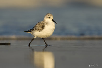 Drieteenstrandloper/Sanderling