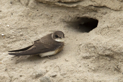 Oeverzwaluw/Sand martin