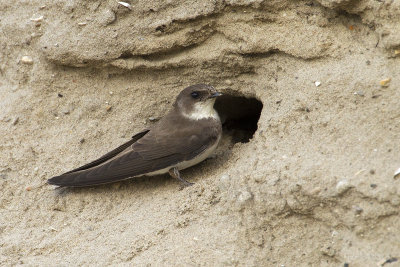 Oeverzwaluw/Sand martin