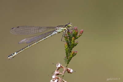 Maanwaterjuffer/Coenagrion lunulatum ♀