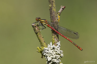 Vuurjuffer/Pyrrhosoma nymphula ♂