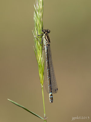 Maanwaterjuffer/Coenagrion lunulatum ♀