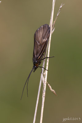 Elzenvlieg(slijkvlieg)/Sialis lutaria