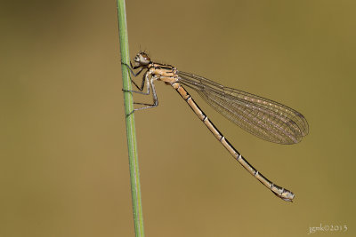 Speerwaterjuffer/Coenagrion hastulatum ♀