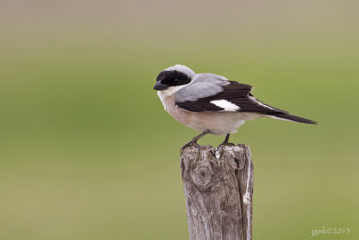 Kleine klapekster/Lesser grey shrike