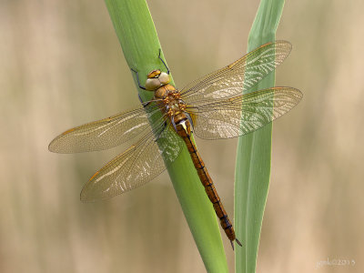 Vroege glazenmaker/Aeshna isoceles ♀