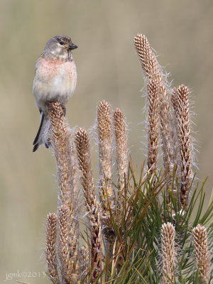 Kneu/Linnet