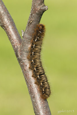 Hageheld/Lasiocampa quercus