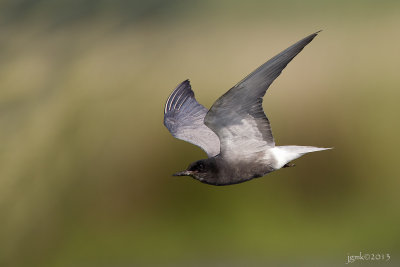 Zwarte stern/Black tern