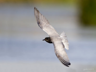 Zwarte stern/Black tern