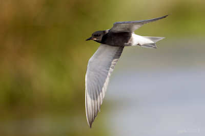 Zwarte stern/Black tern