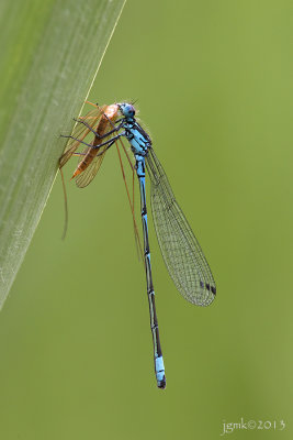 Variabele waterjuffer/Coenagrion pulchellum ♂