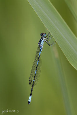 Variabele waterjuffer/Coenagrion pulchellum ♂