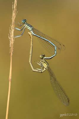 Blauwe breedscheenjuffer/Platycnemis pennipes ♂♀