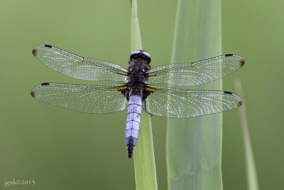 Bruine korenbout/Libellula fulva ♂