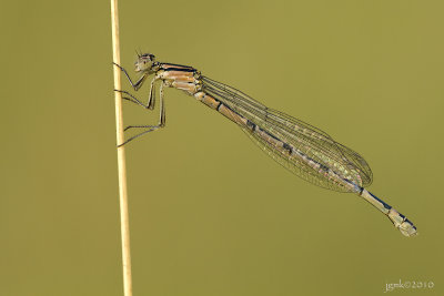 Watersnuffel/Ennalagma cyathigerum ♀