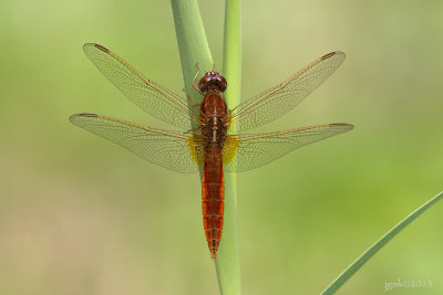 Vuurlibel/Crocothemis erythraea ♂