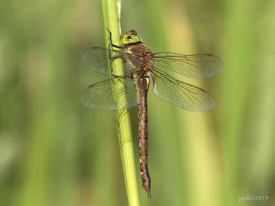 Vroege glazenmaker/Aeshna isoceles ♀