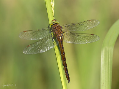 Vroege glazenmaker/Aeshna isoceles ♀