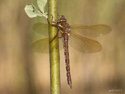 Bruine glazenmaker/Aeshna grandis ♀