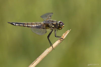 Viervlek/Libellula quadrimaculata ♀