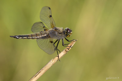 Viervlek/Libellula quadrimaculata ♀