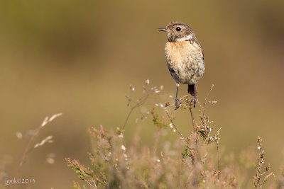 Roodborsttapuit/Stonechat