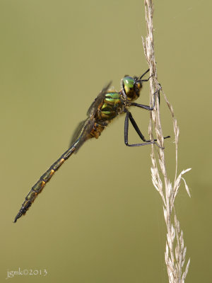Gevlekte glanslibel/Somatochlora flavomaculata ♂