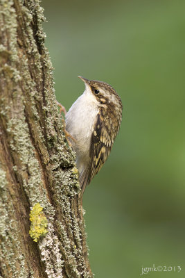 Taigaboomkruiper/Eurasian treecreeper