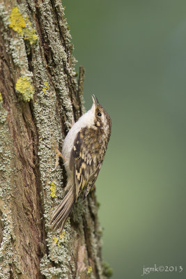 Taigaboomkruiper/Eurasian treecreeper