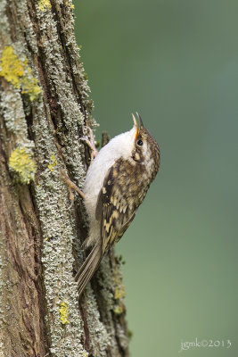 Taigaboomkruiper/Eurasian treecreeper