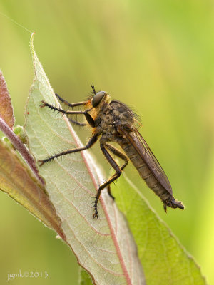 Roofvlieg/Machimus atricapillus