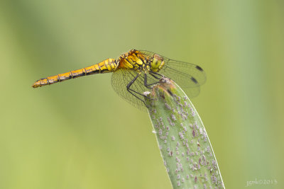 Bloedrode heidelibel/Sympetrum sanguineum ♀