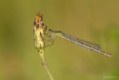 Watersnuffel/Ennalagma cyathigerum ♀