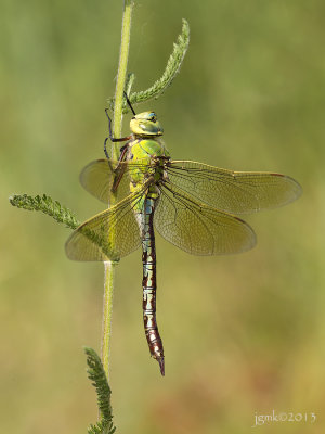 Grote keizerlibel/Anax imperator ♀