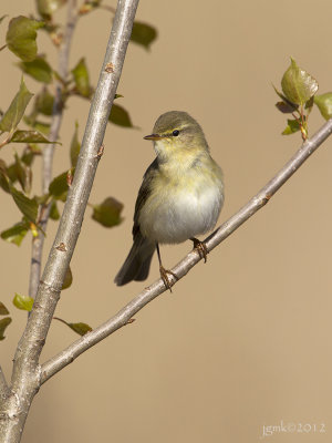 Fitis/Willow warbler